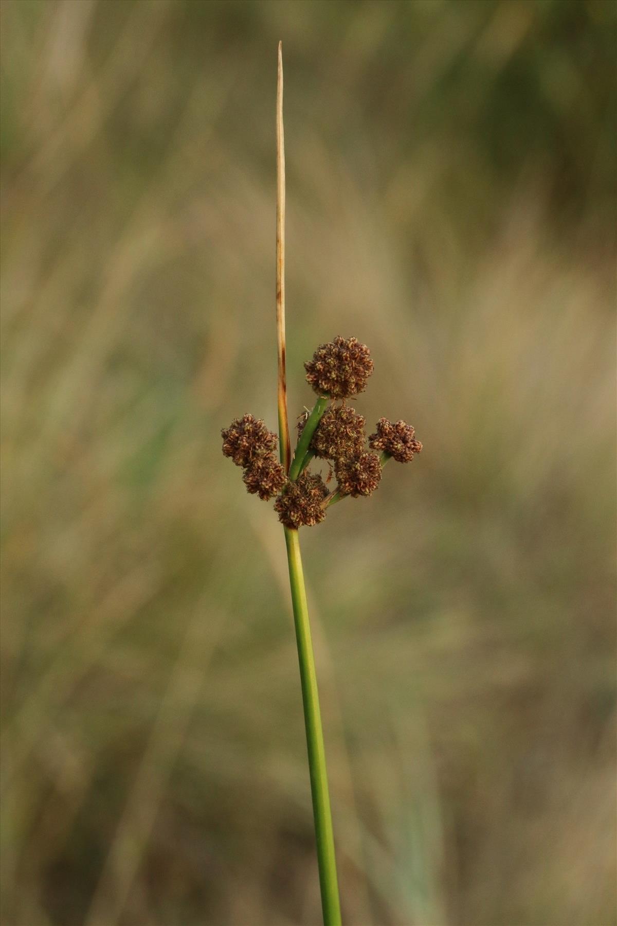 Scirpoides holoschoenus (door Willem Braam)