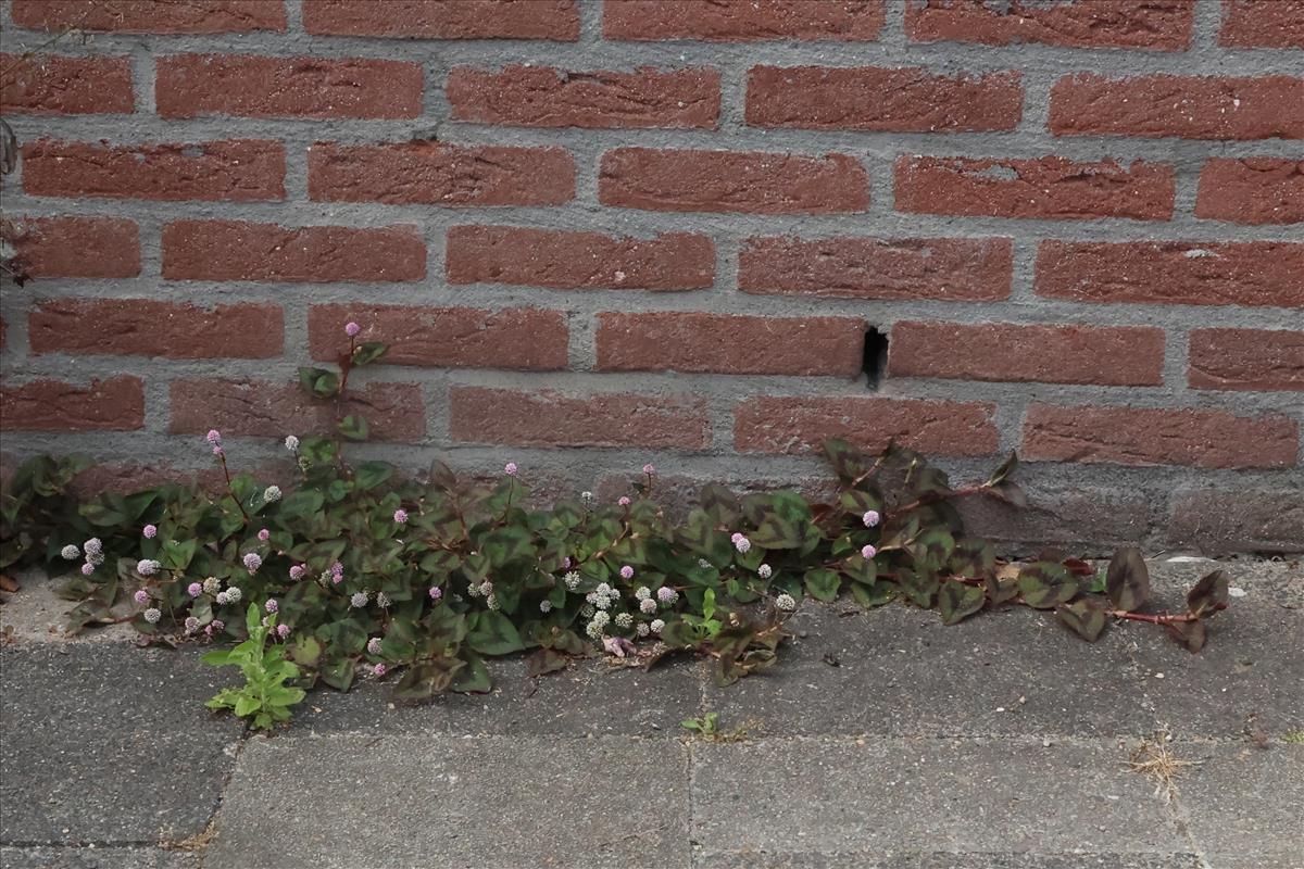 Persicaria capitata (door Willem Braam)