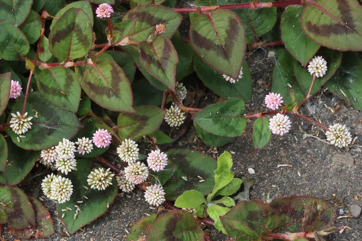 Persicaria capitata (door Willem Braam)