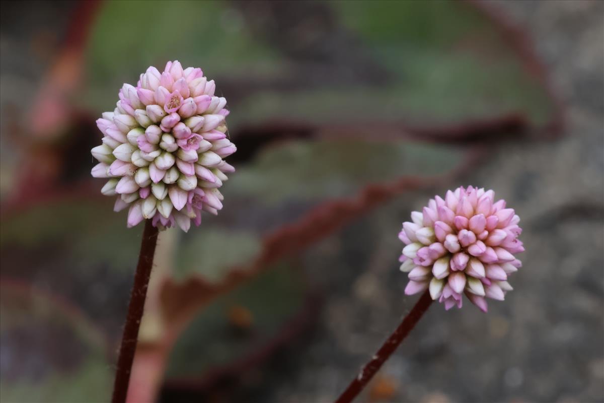 Persicaria capitata (door Willem Braam)