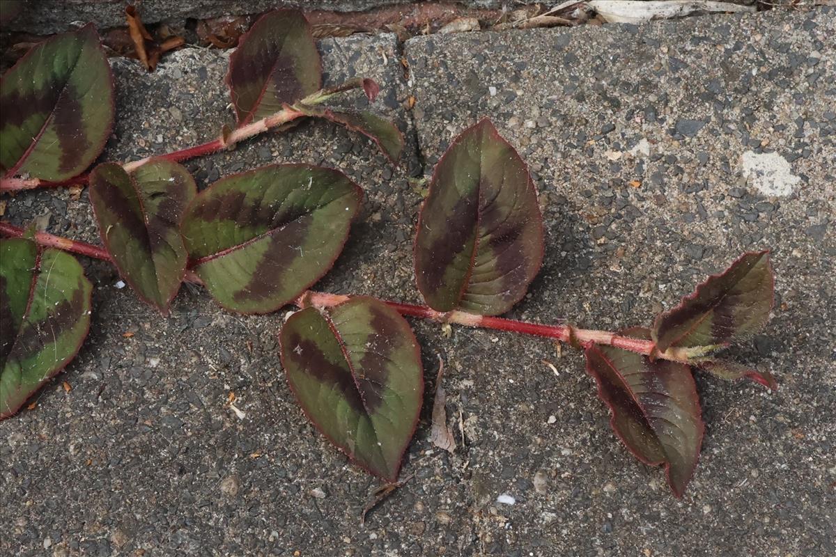 Persicaria capitata (door Willem Braam)