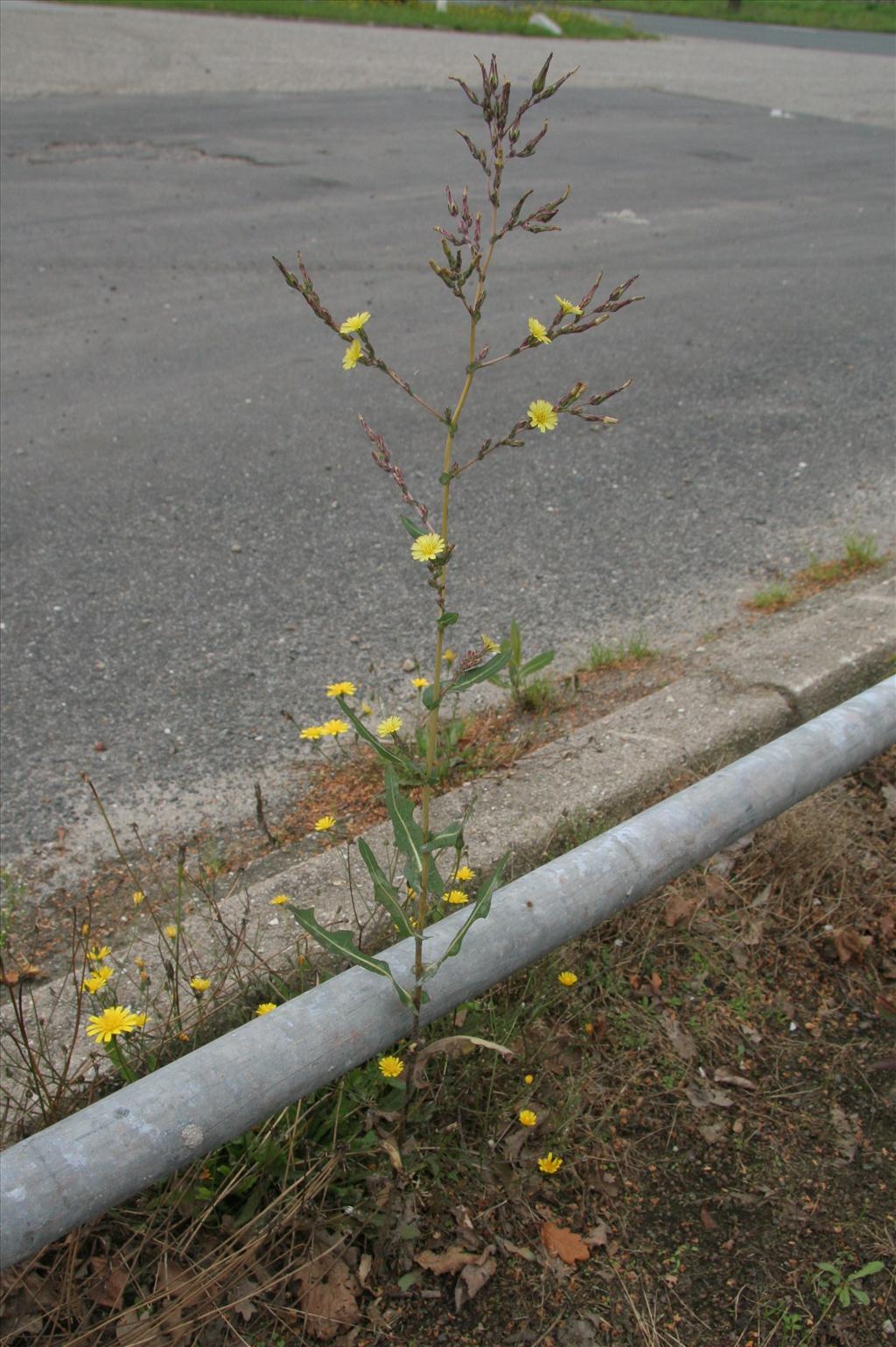 Lactuca serriola (door Willem Braam)