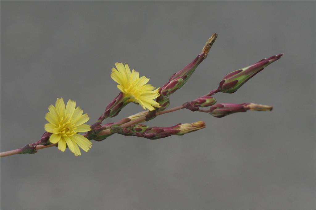 Lactuca serriola (door Willem Braam)