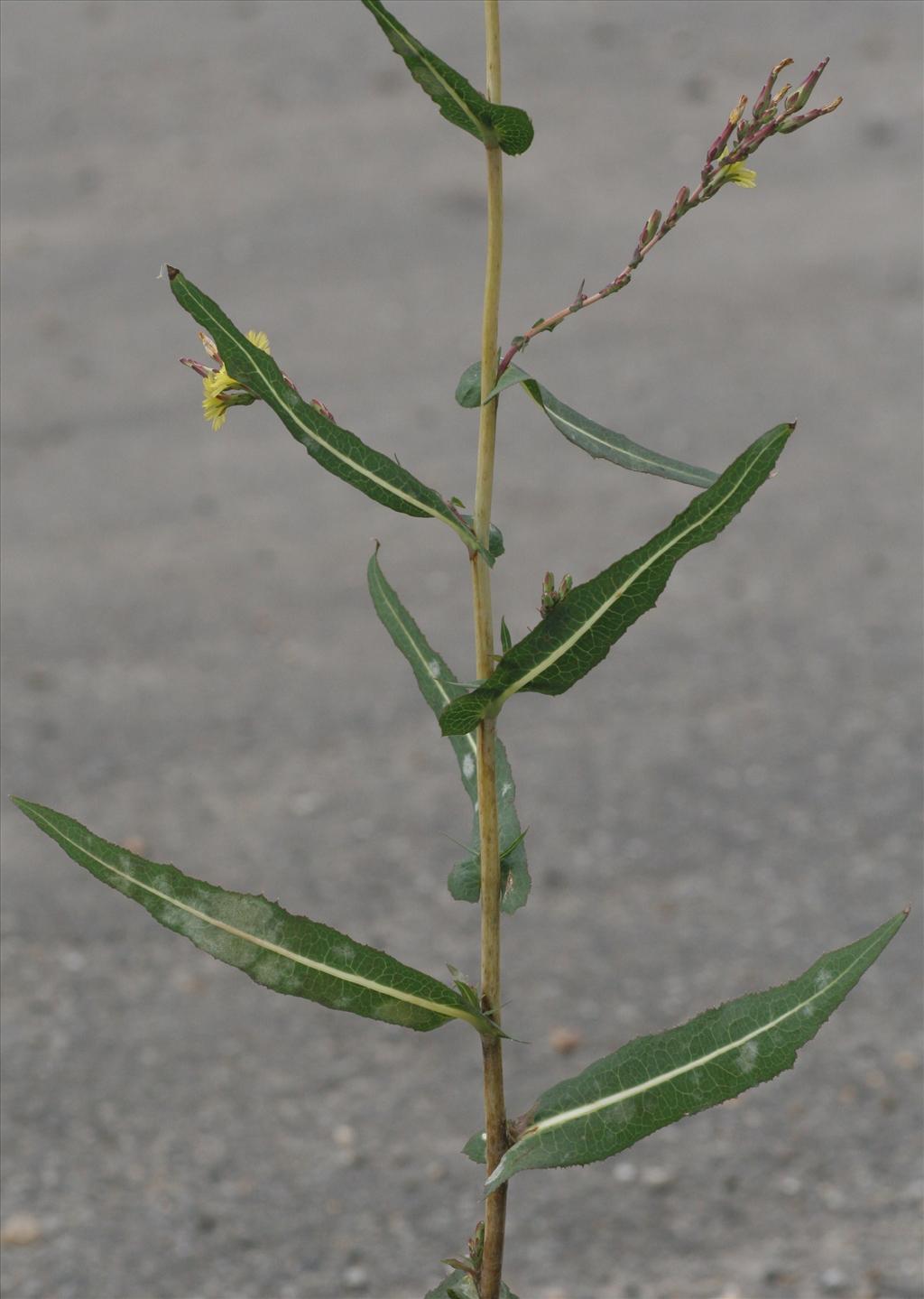 Lactuca serriola (door Willem Braam)