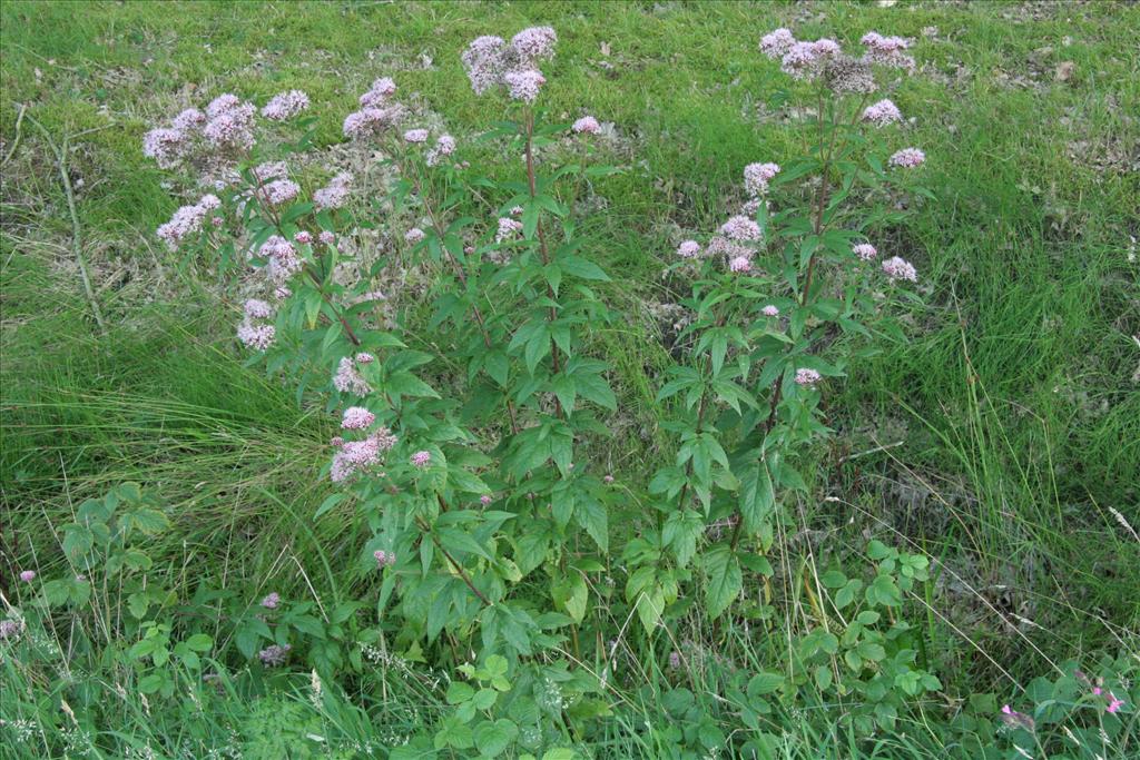 Eupatorium cannabinum (door Willem Braam)