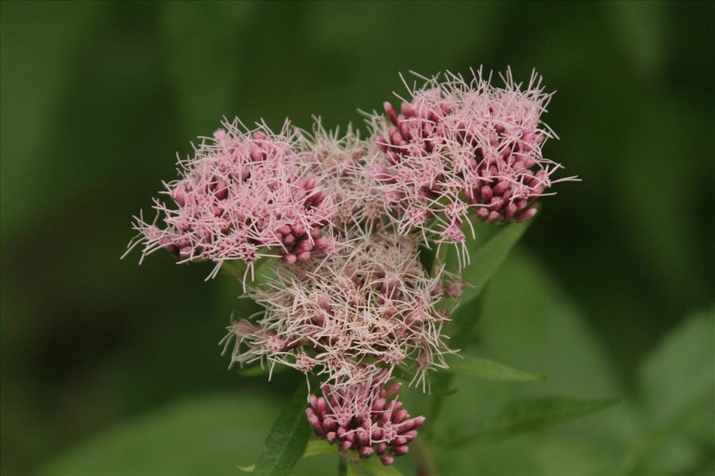 Eupatorium cannabinum (door Willem Braam)