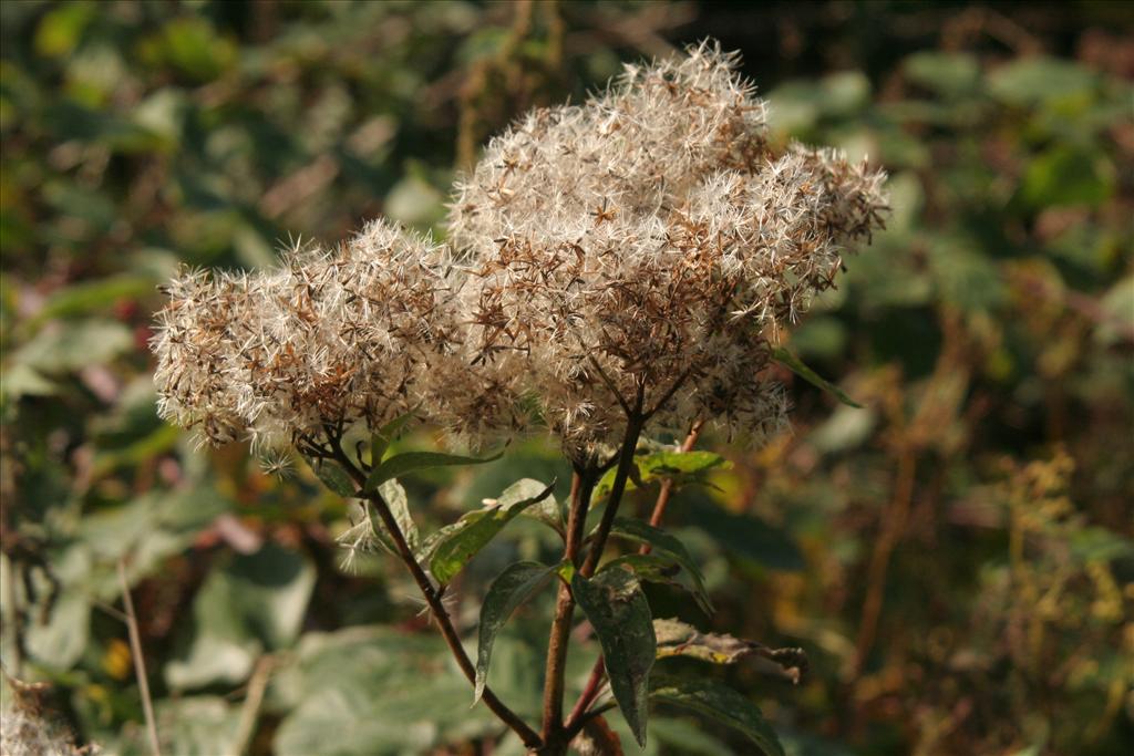 Eupatorium cannabinum (door Willem Braam)