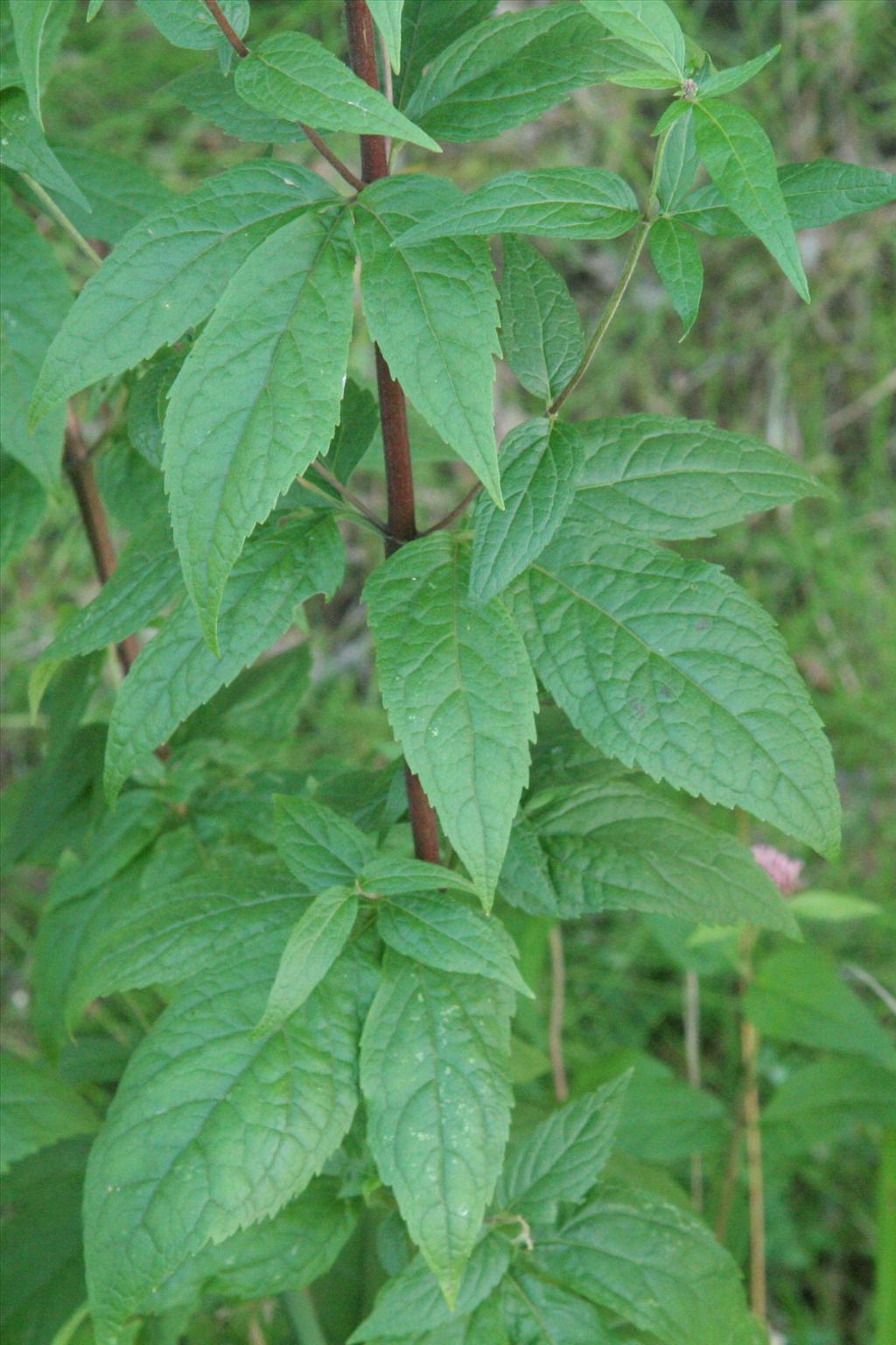 Eupatorium cannabinum (door Willem Braam)