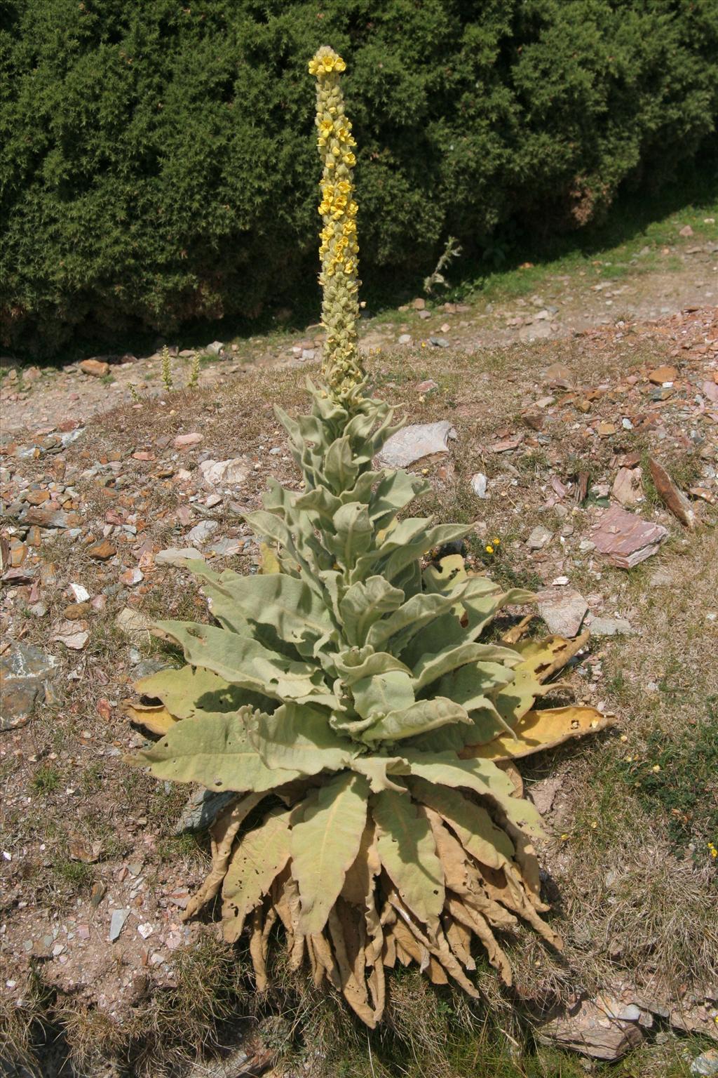 Verbascum thapsus (door Willem Braam)