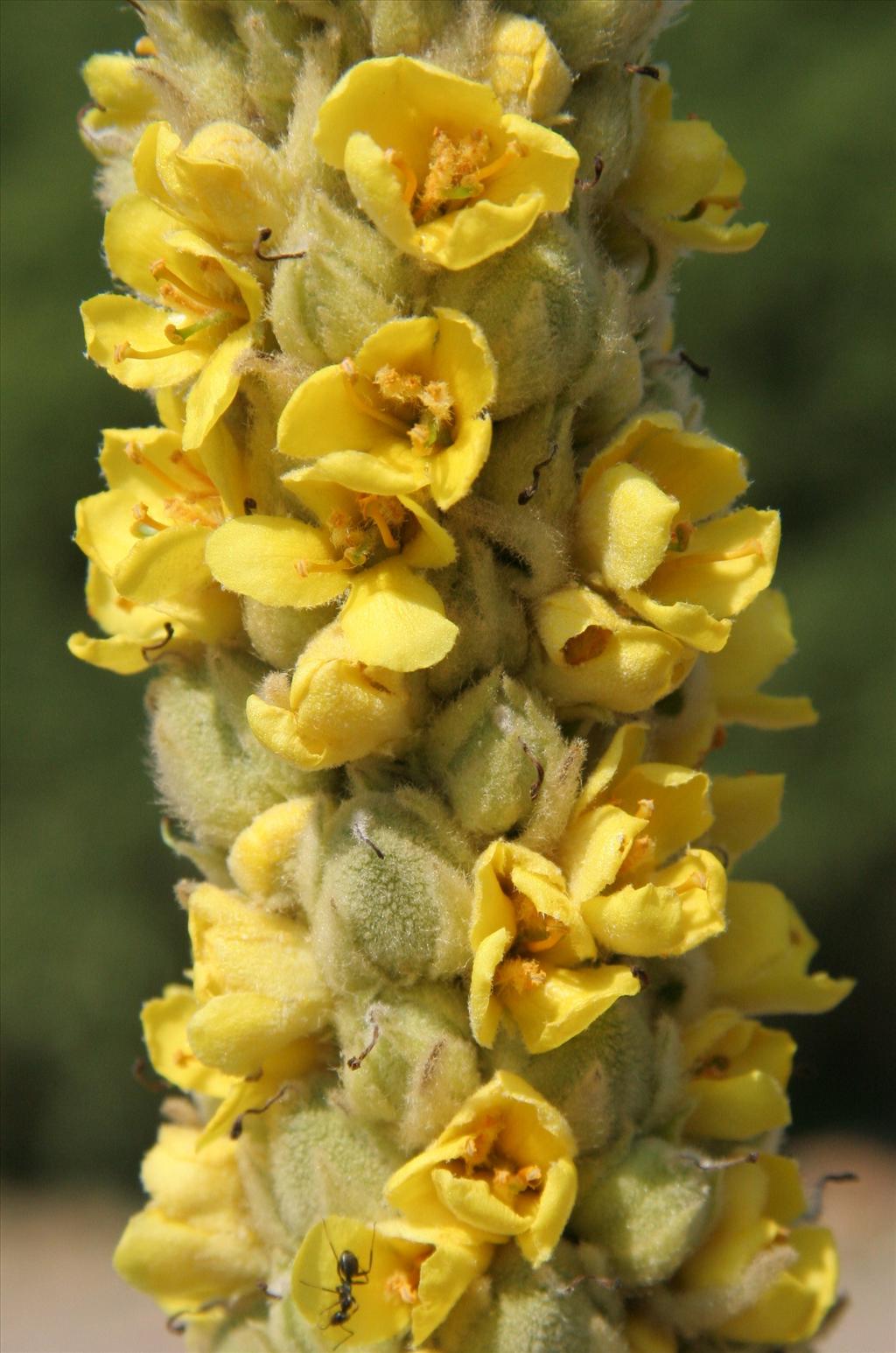 Verbascum thapsus (door Willem Braam)