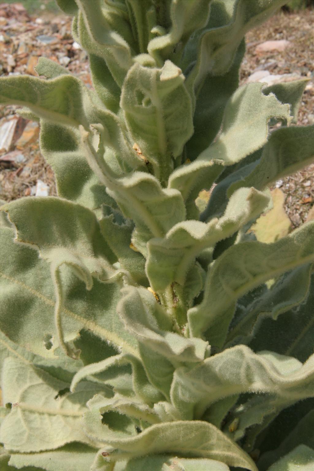 Verbascum thapsus (door Willem Braam)