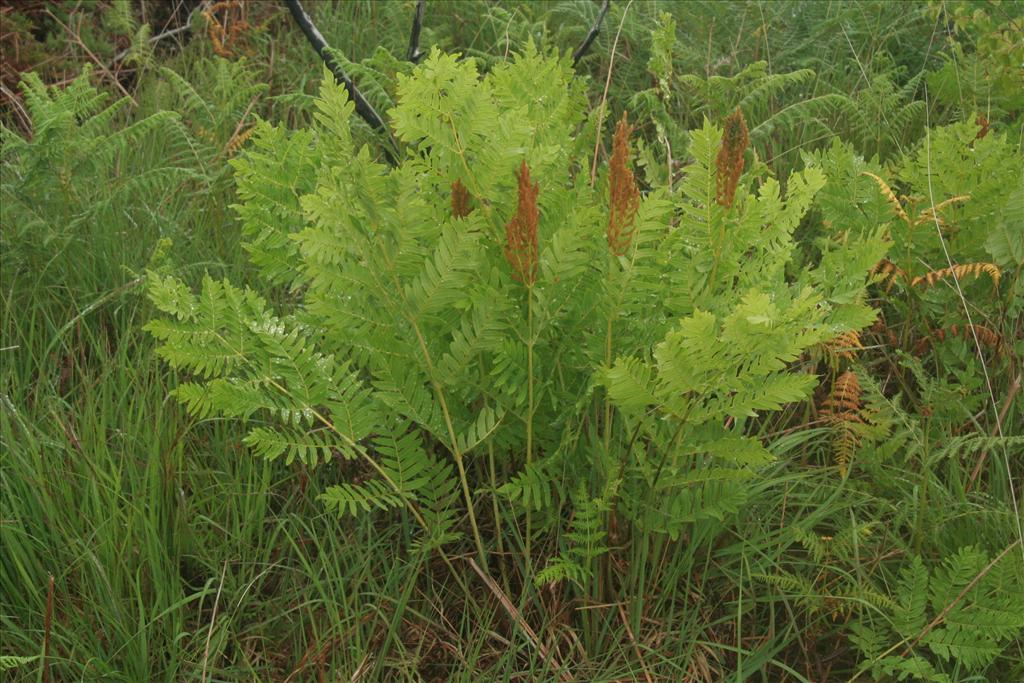 Osmunda regalis (door Willem Braam)