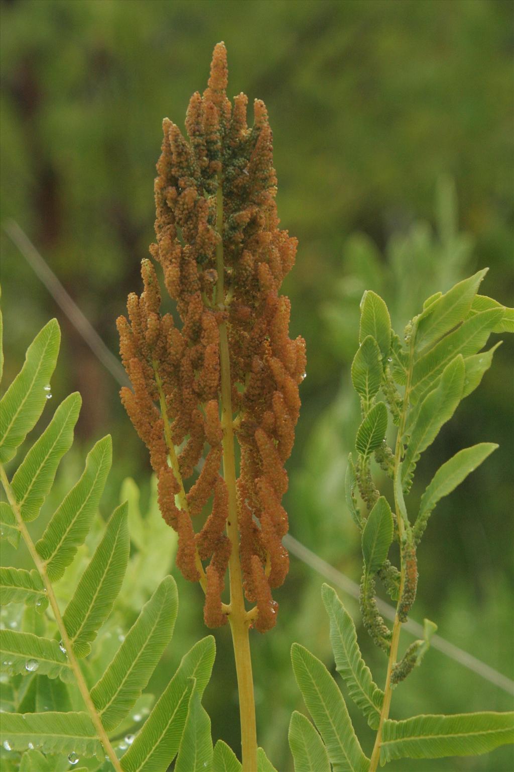 Osmunda regalis (door Willem Braam)