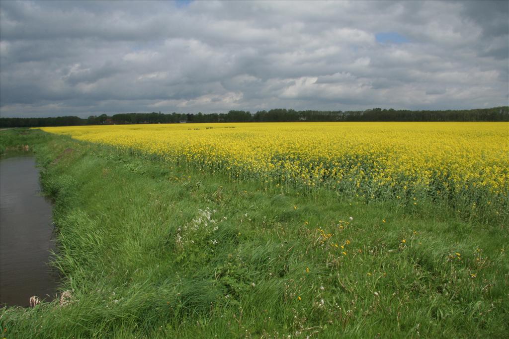 Brassica napus (door Willem Braam)