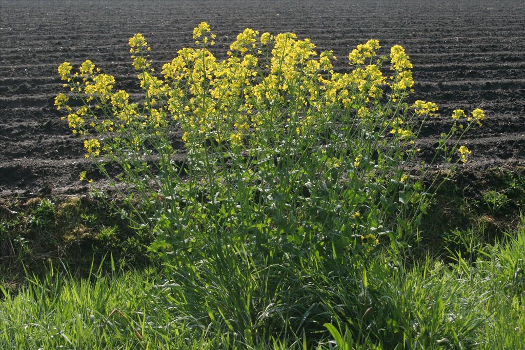 Brassica napus (door Willem Braam)