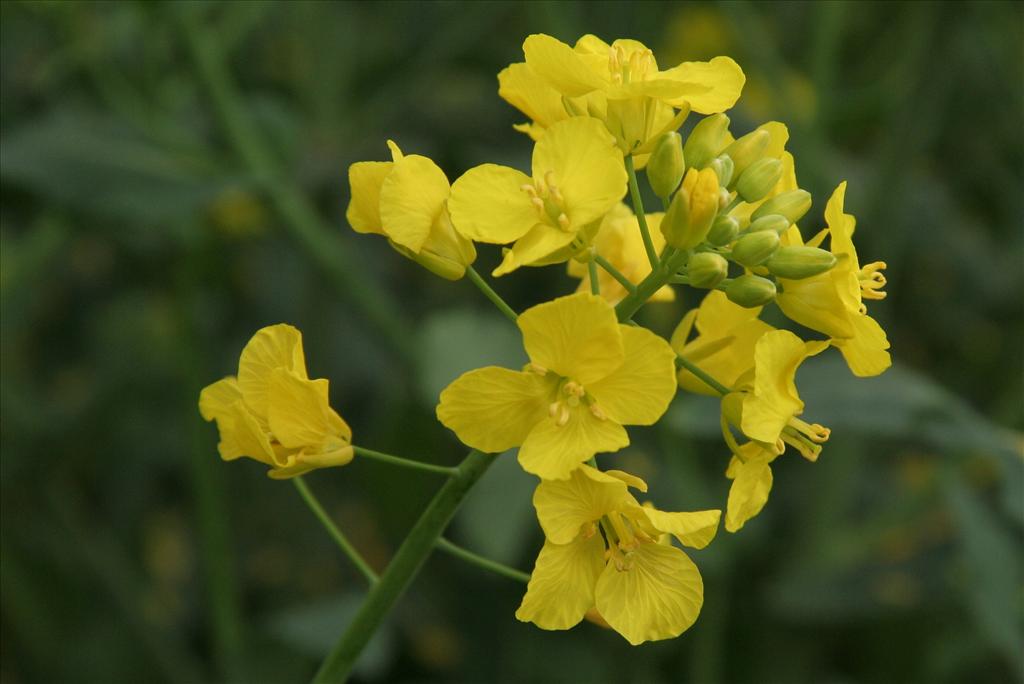 Brassica napus (door Willem Braam)