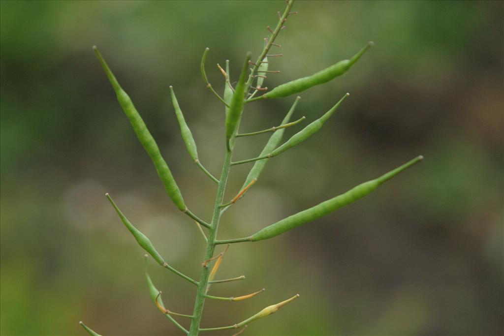 Brassica napus (door Willem Braam)