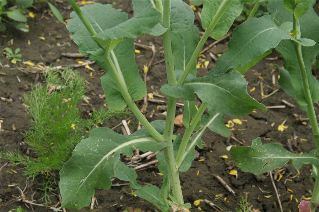 Brassica napus (door Willem Braam)