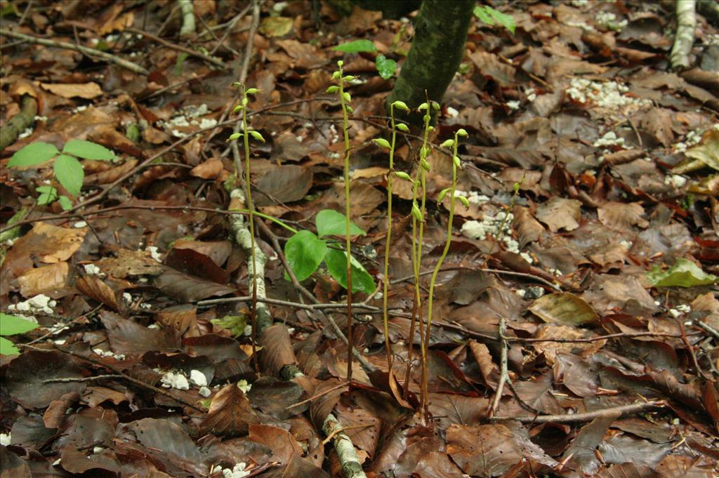 Corallorhiza trifida (door Willem Braam)