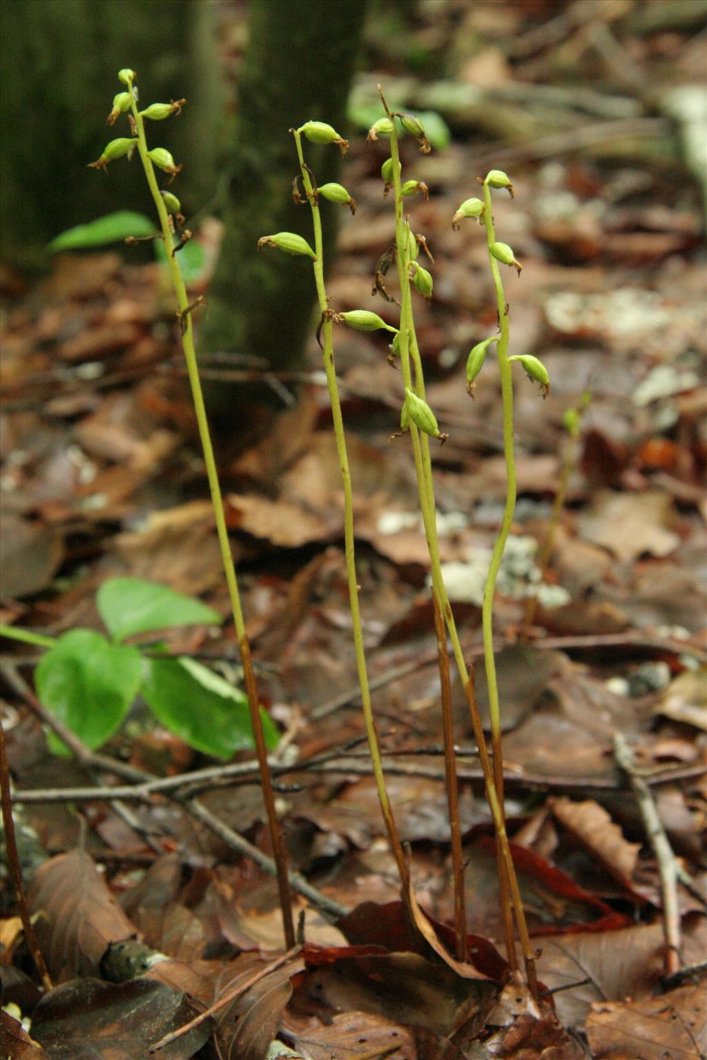 Corallorhiza trifida (door Willem Braam)