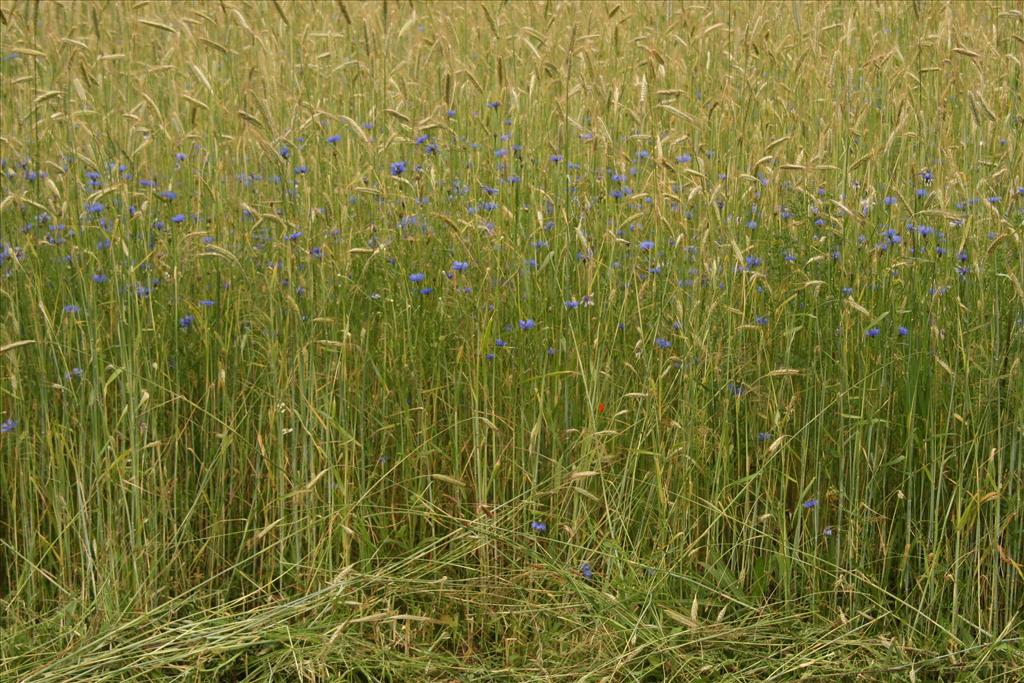 Centaurea cyanus (door Willem Braam)