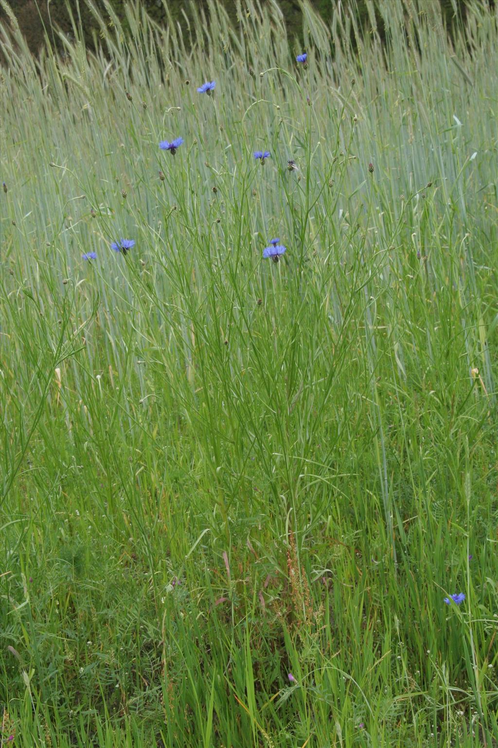 Centaurea cyanus (door Willem Braam)