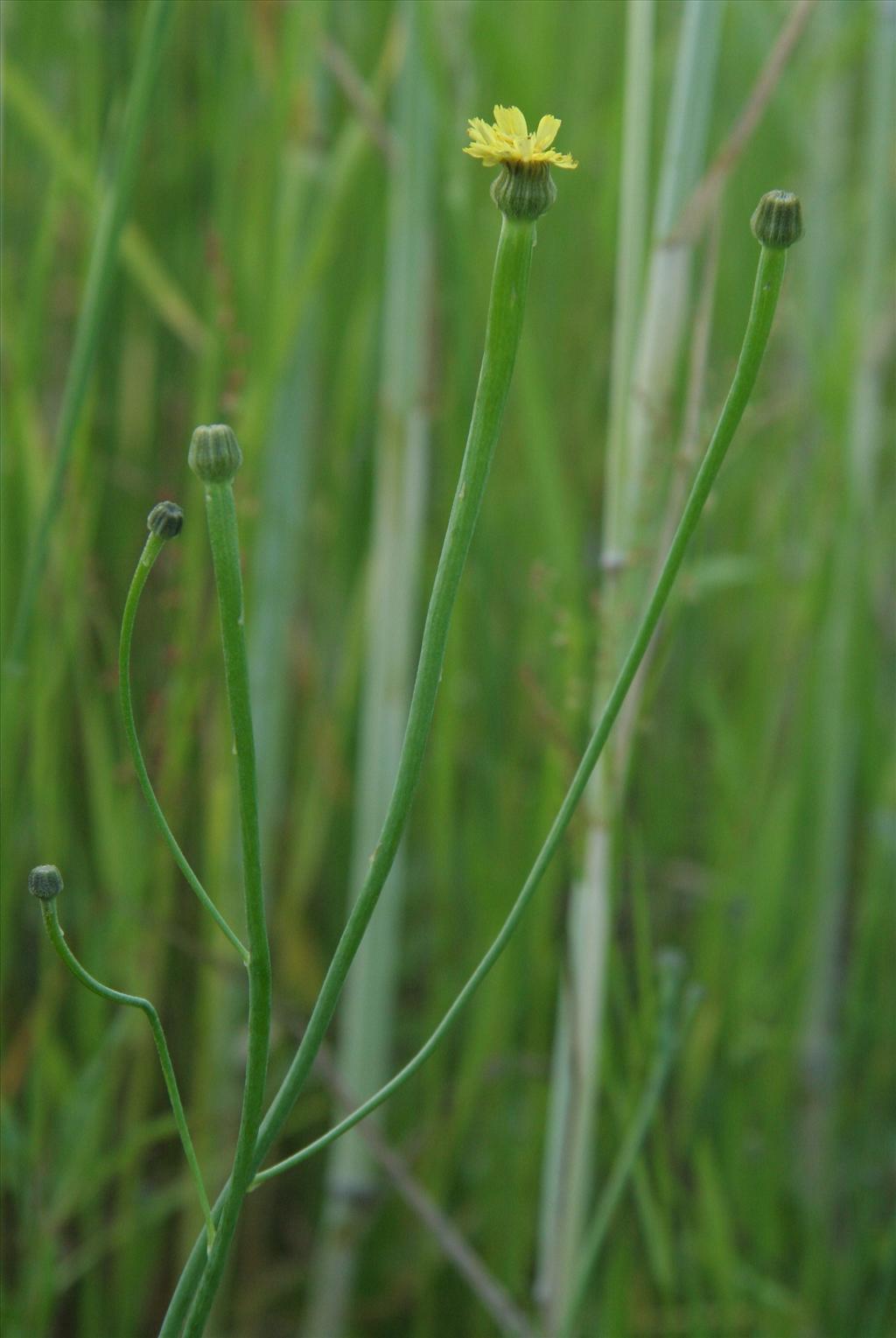 Arnoseris minima (door Willem Braam)