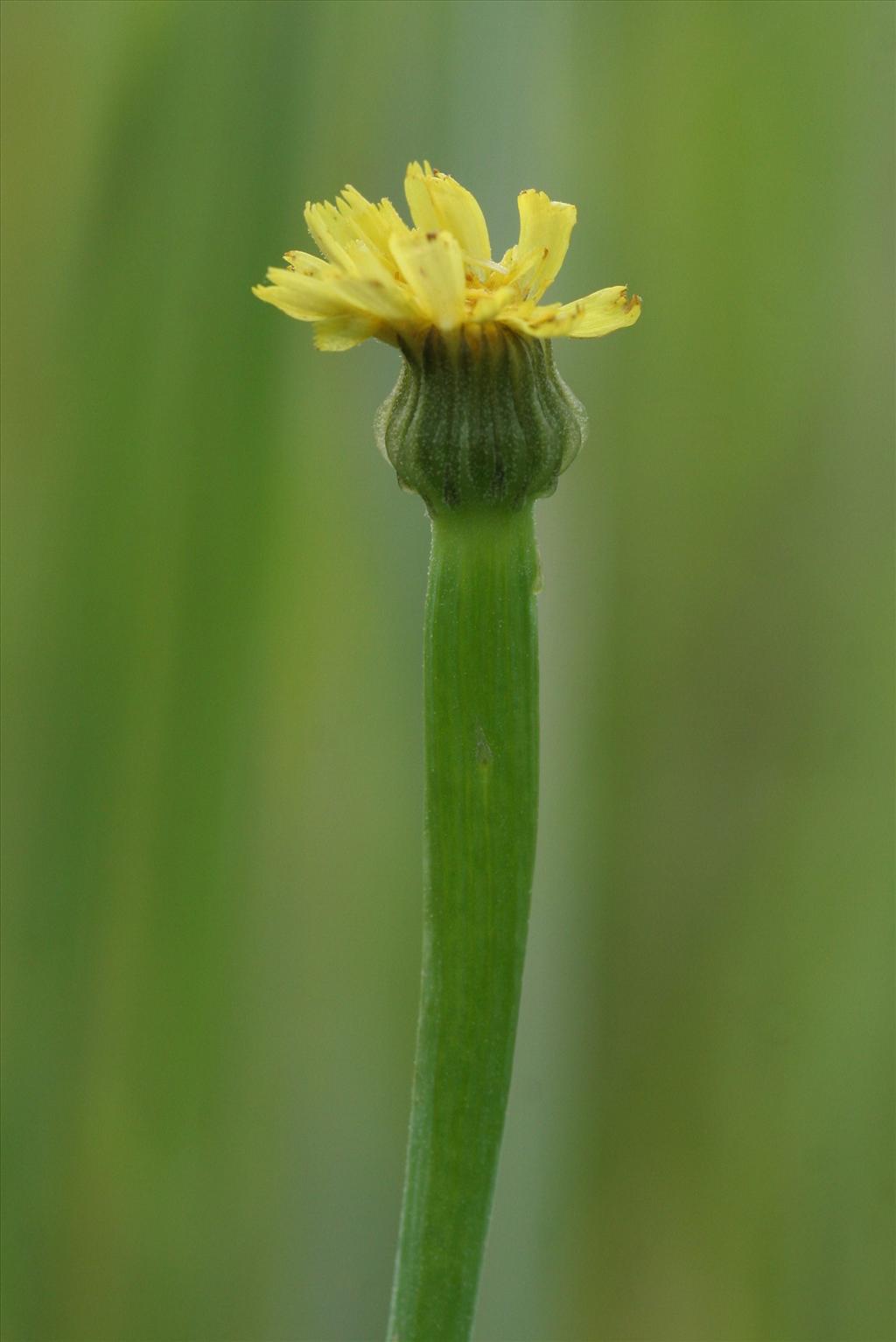 Arnoseris minima (door Willem Braam)