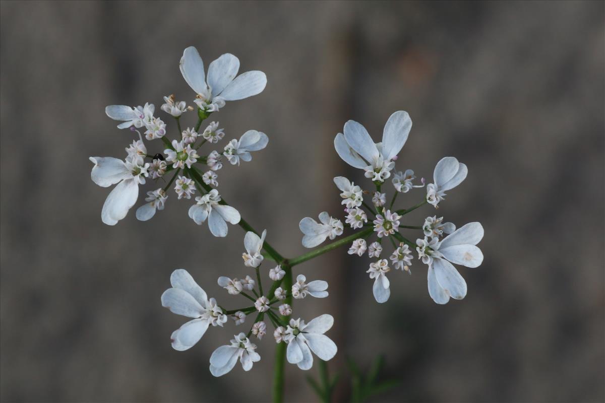 Coriandrum sativum (door Willem Braam)