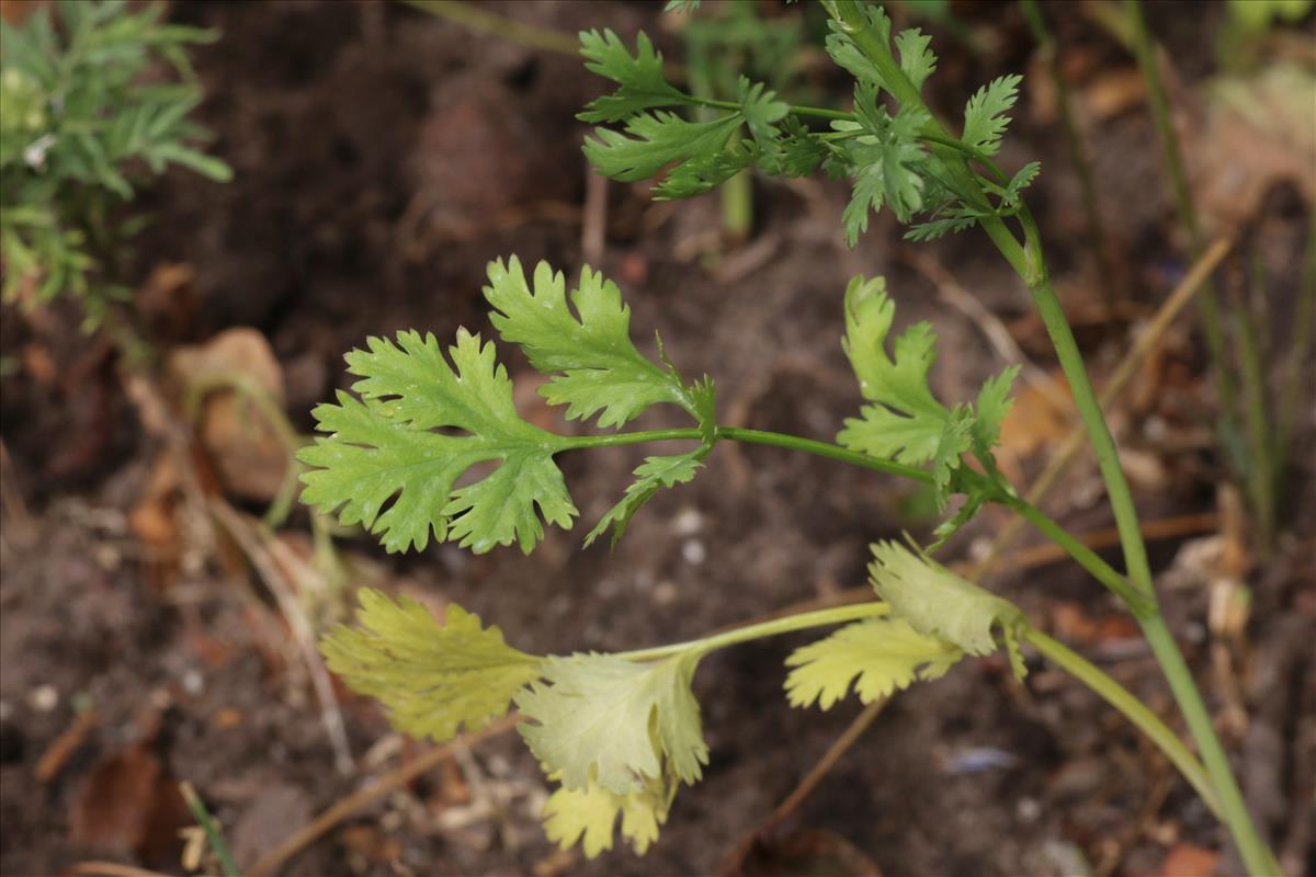 Coriandrum sativum (door Willem Braam)