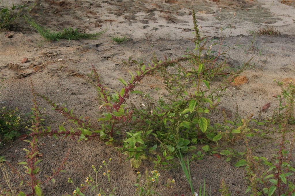 Lipandra polysperma (door Willem Braam)