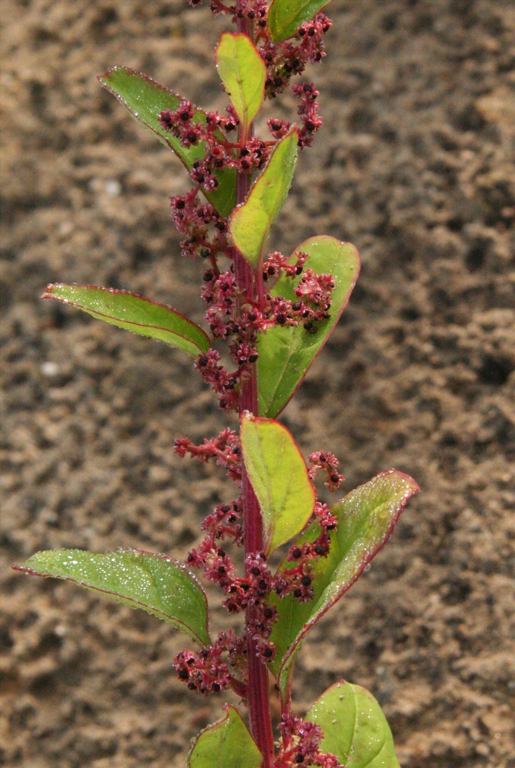 Lipandra polysperma (door Willem Braam)