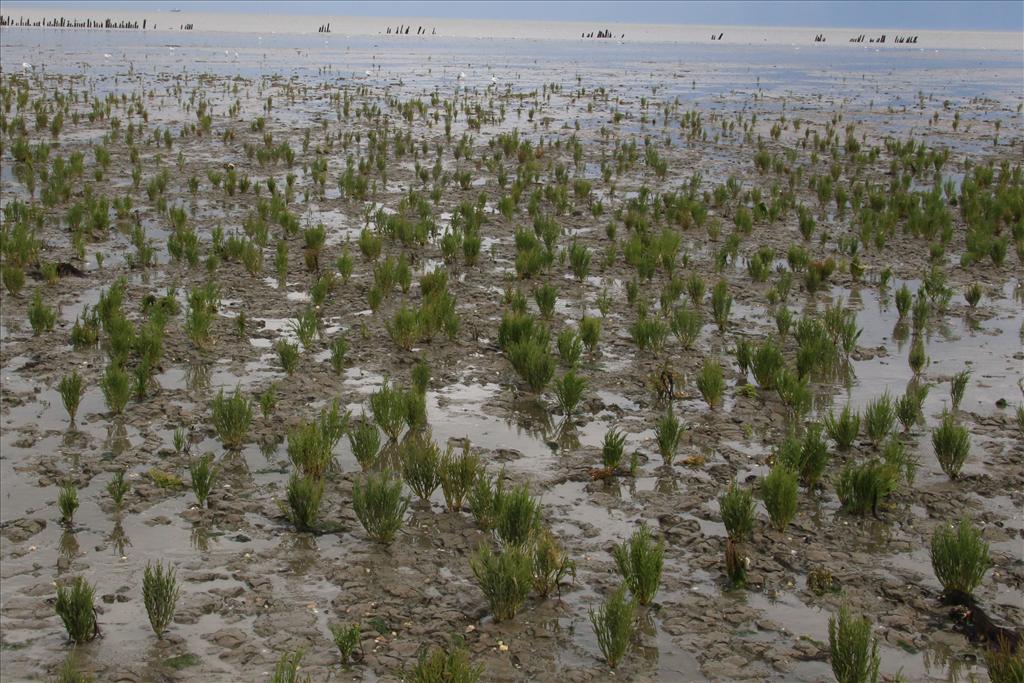 Salicornia europaea subsp. europaea (door Willem Braam)