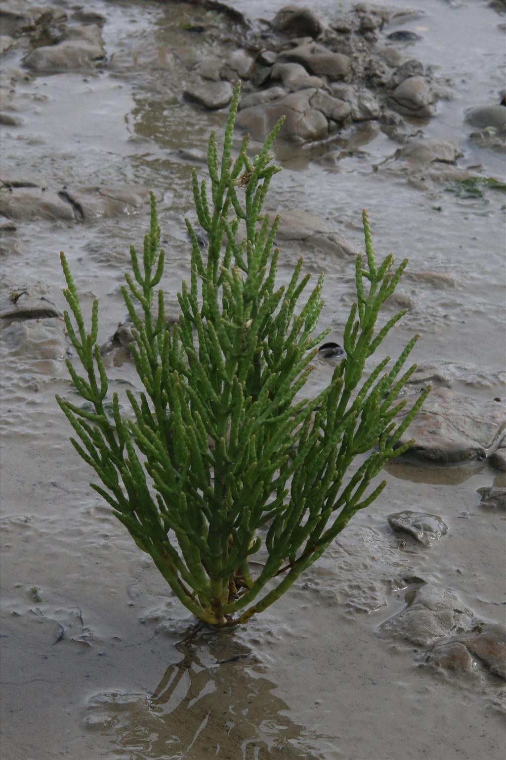 Salicornia europaea subsp. europaea (door Willem Braam)