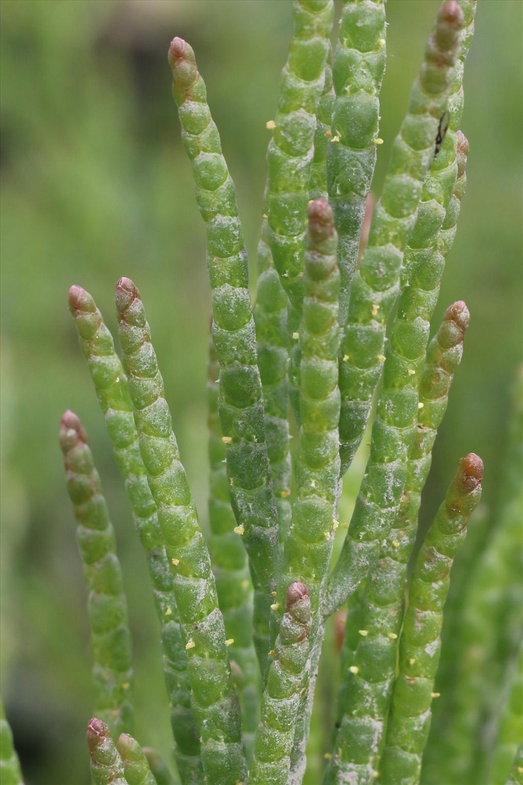 Salicornia procumbens subsp. procumbens (door Willem Braam)