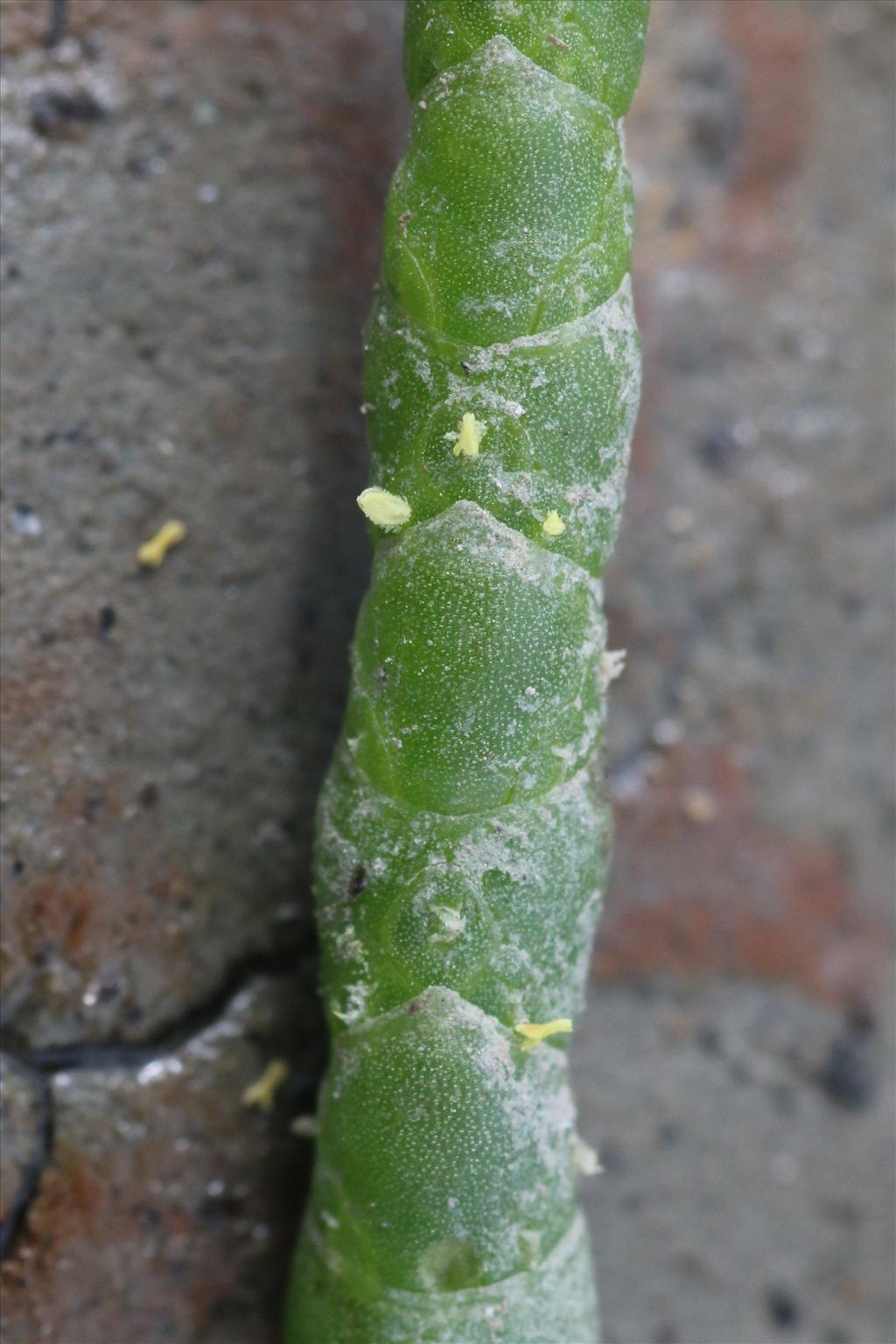 Salicornia procumbens subsp. procumbens (door Willem Braam)