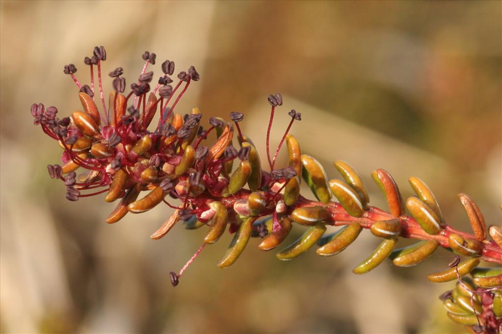 Empetrum nigrum (door Willem Braam)