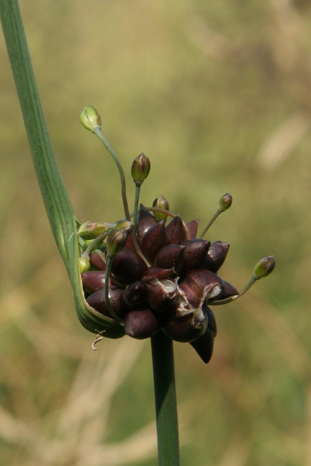 Allium vineale (door Willem Braam)