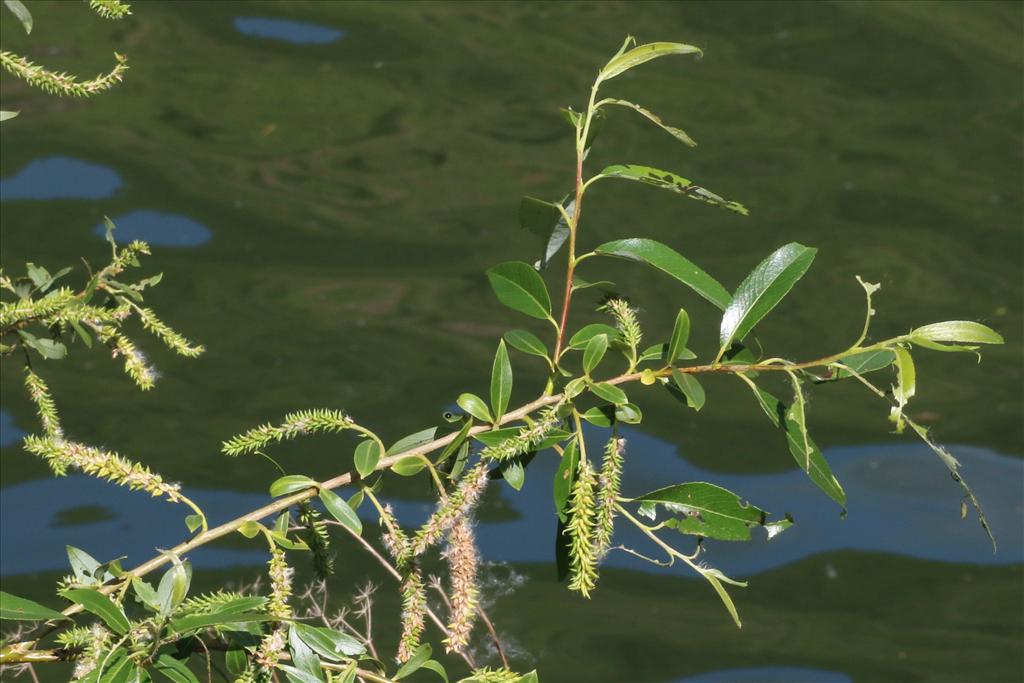 Salix euxina/x fragilis (door Willem Braam)