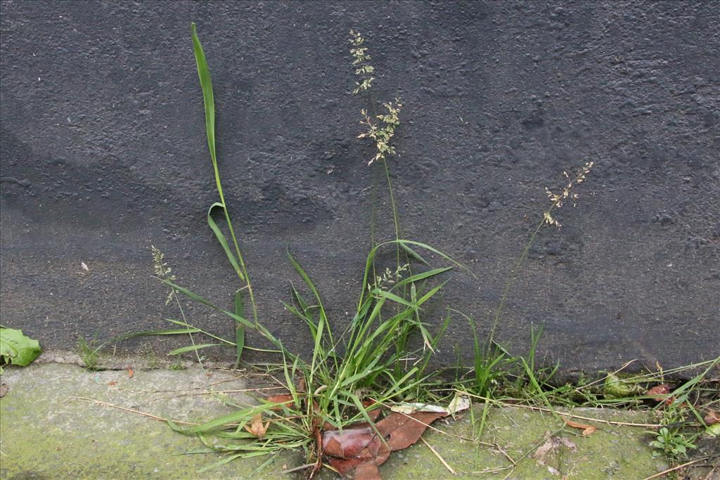 Polypogon viridis (door Willem Braam)