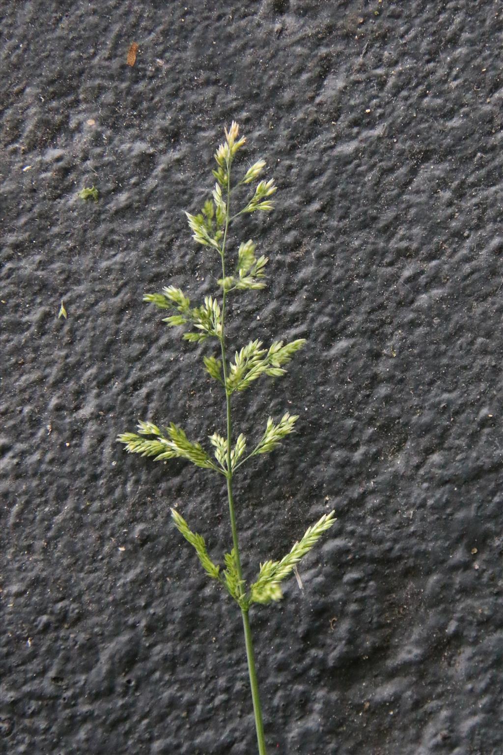 Polypogon viridis (door Willem Braam)