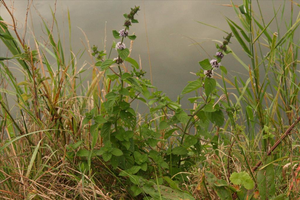 Mentha x verticillata (door Willem Braam)