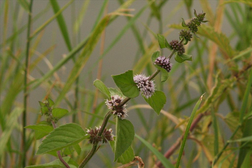 Mentha x verticillata (door Willem Braam)