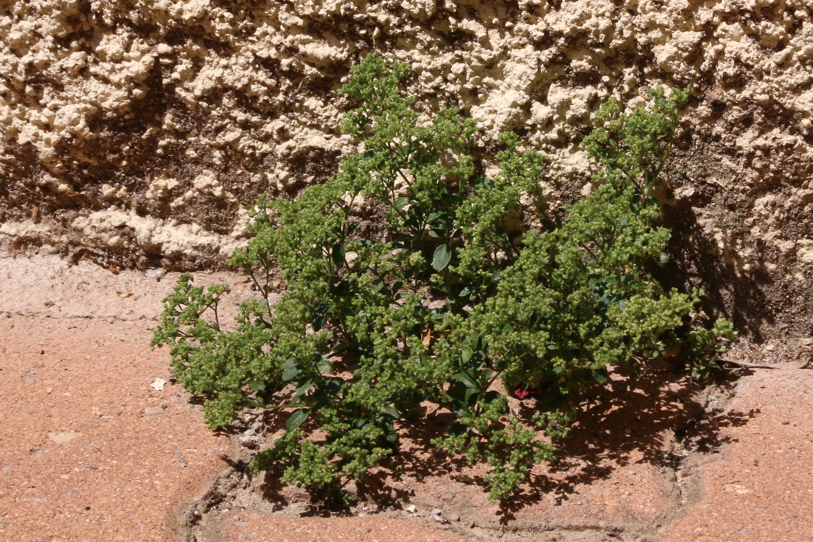 Polycarpon tetraphyllum (door Willem Braam)