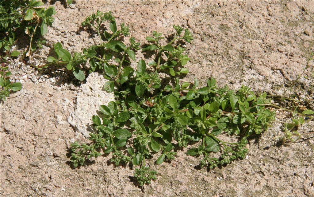 Polycarpon tetraphyllum (door Willem Braam)