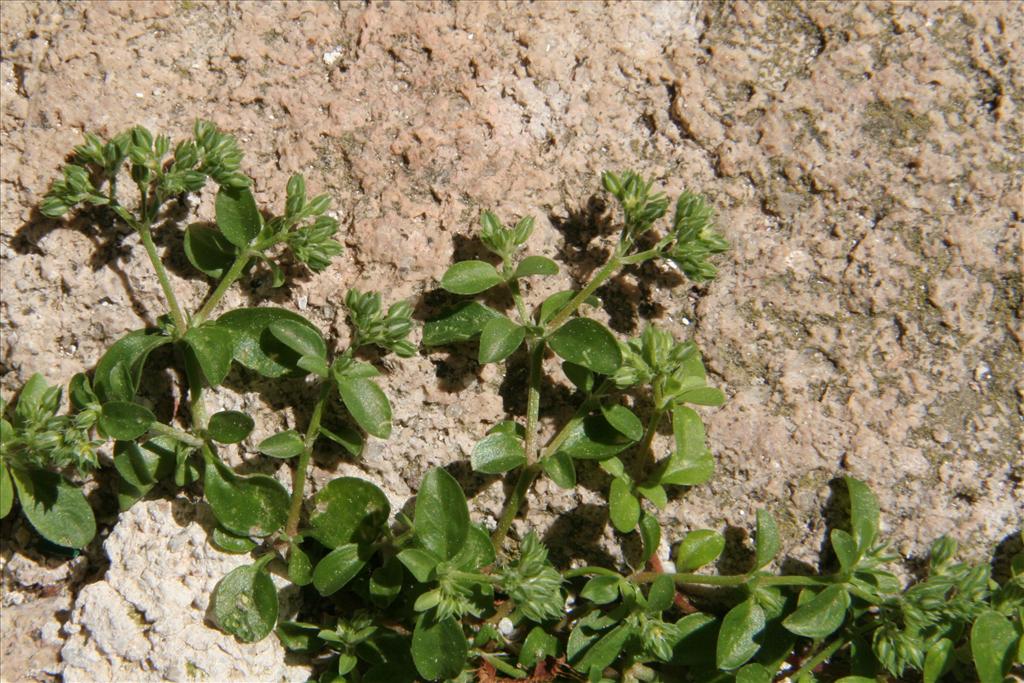 Polycarpon tetraphyllum (door Willem Braam)