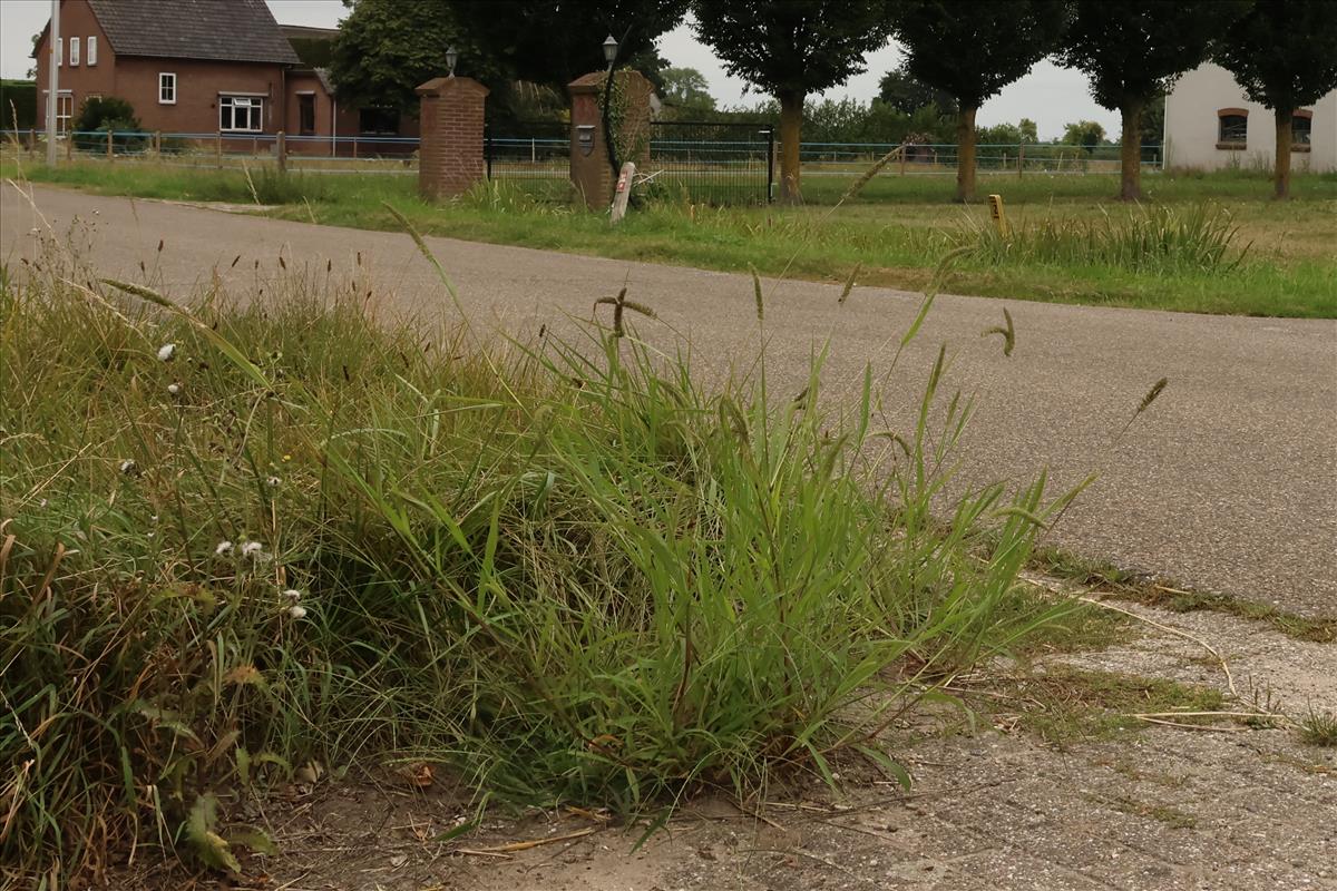 Setaria verticillata (door Willem Braam)