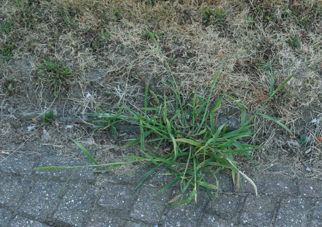 Setaria verticillata (door Willem Braam)