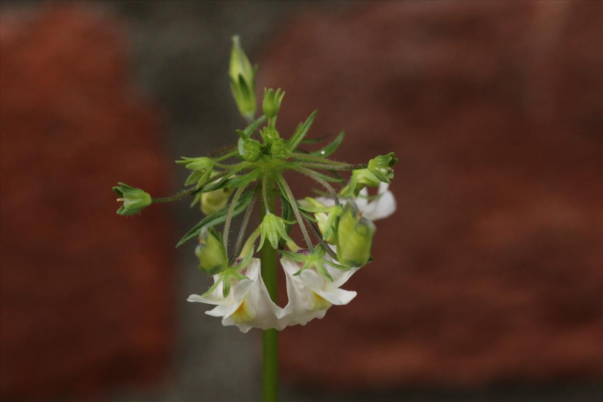 Nemesia melissifolia (door Willem Braam)