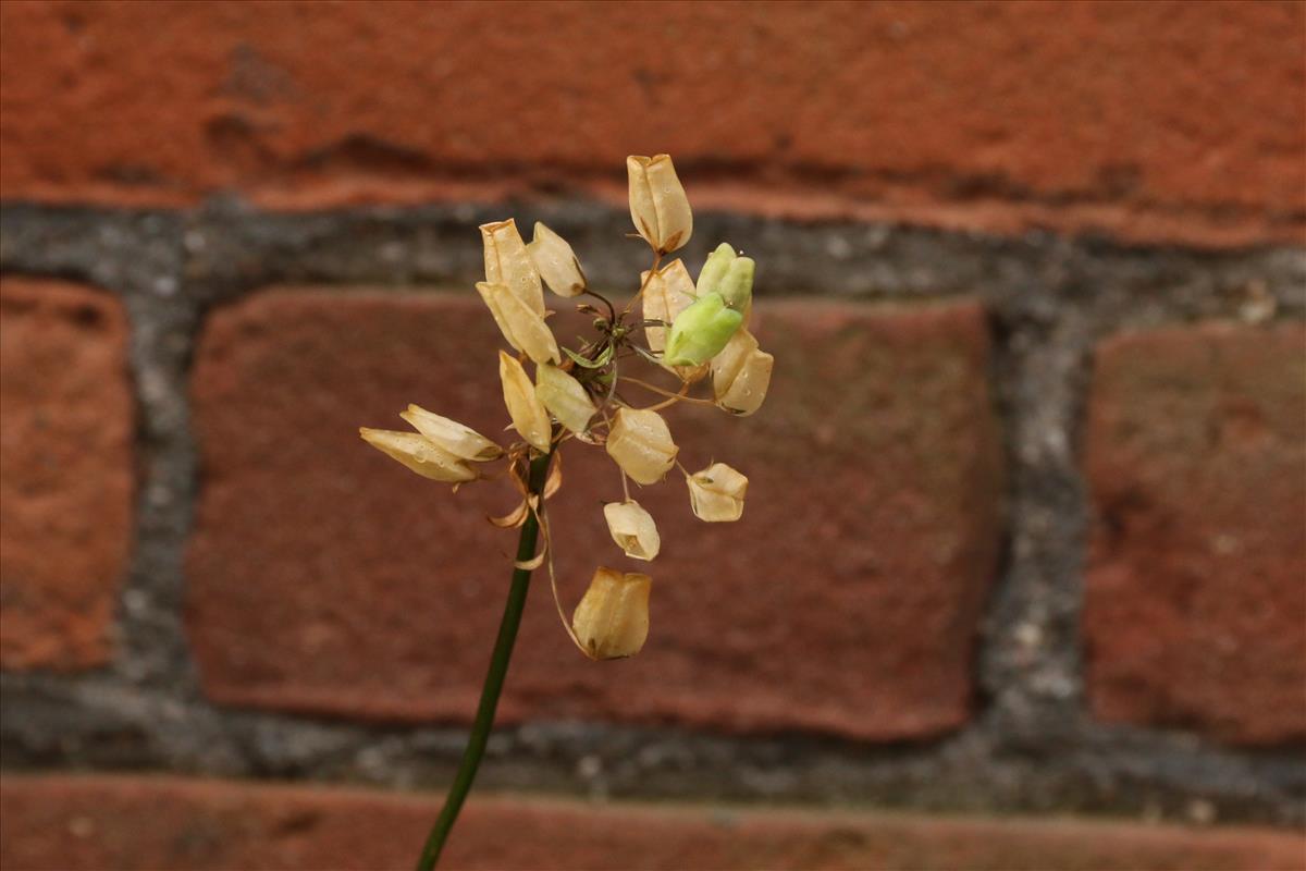 Nemesia melissifolia (door Willem Braam)